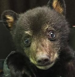 News-General about bears on Bears and Buds Webzine