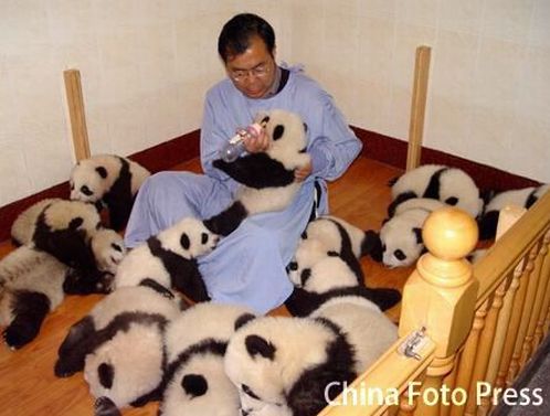 The panda nursery sale